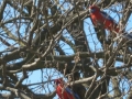 canberra-rosellas